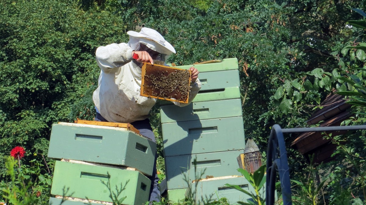 Dow Gardens teaches Midland about beekeeping