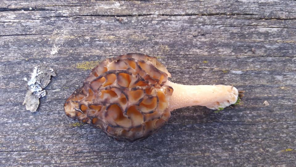 Morel Mushrooming is the new outdoor treasure hunt