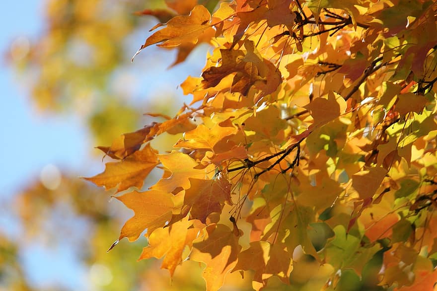 Crystal Clear: How do leaves change color?