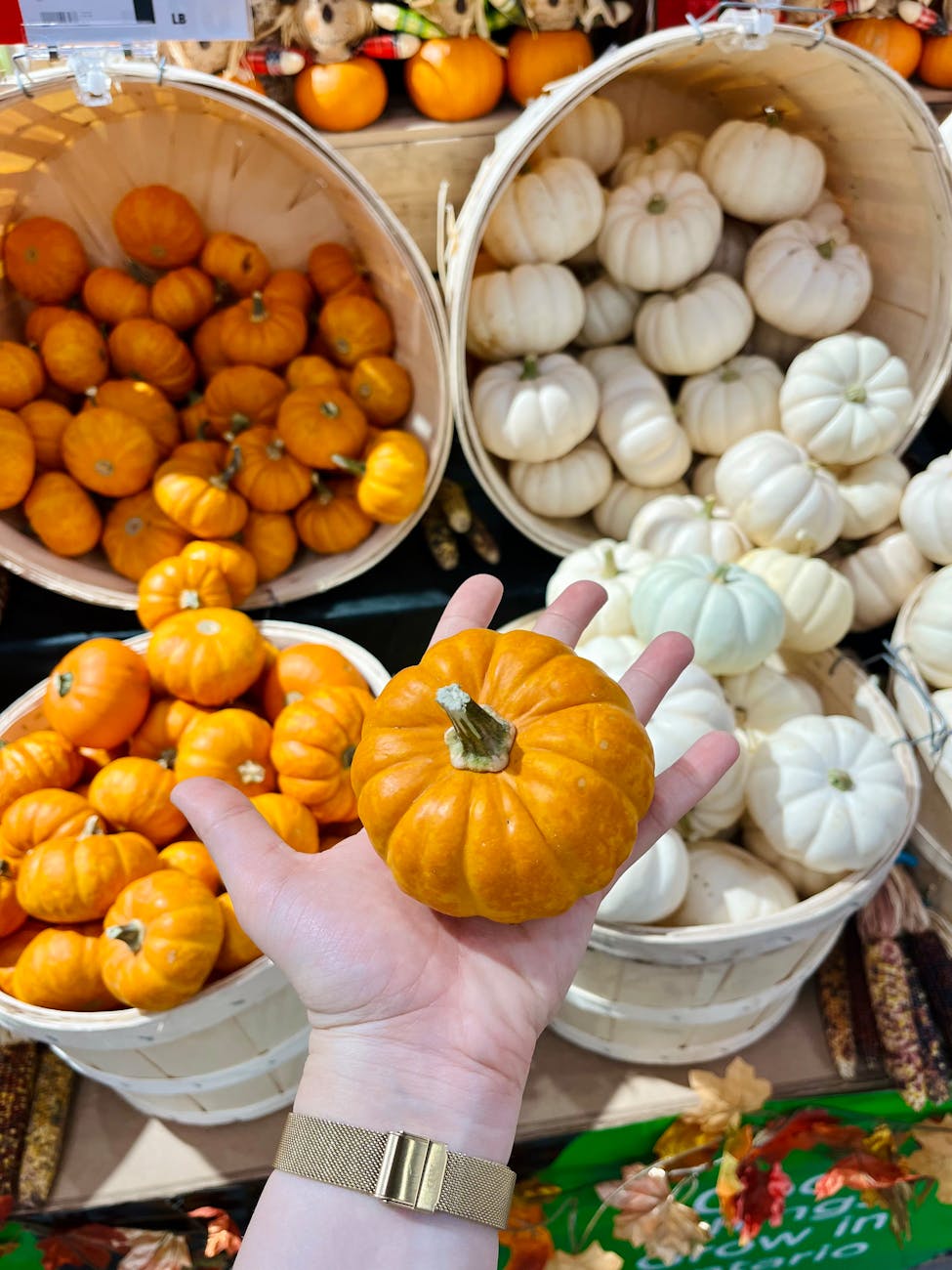 hand holding mini pumpkin in market display